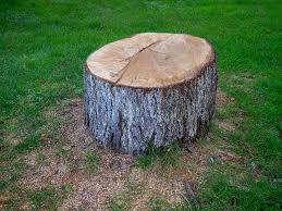 How Our Tree Care Process Works  in  Rothsville, PA