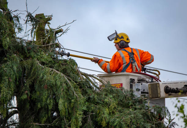 Professional Tree Care in Rothsville, PA